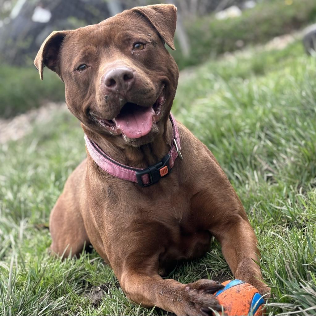 Graphite, an adoptable Mixed Breed in Huntington, WV, 25704 | Photo Image 4