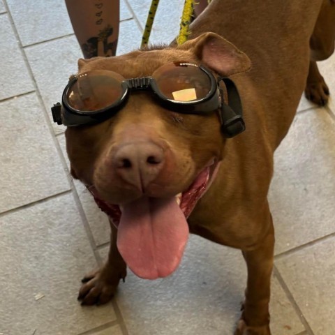 Graphite, an adoptable Mixed Breed in Huntington, WV, 25704 | Photo Image 5