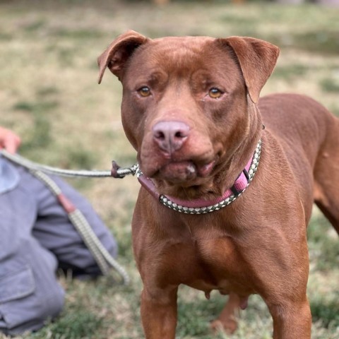 Graphite, an adoptable Mixed Breed in Huntington, WV, 25704 | Photo Image 6