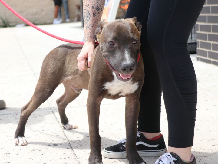 Dog for adoption - Tackle, a Pit Bull Terrier Mix in Pflugerville, TX