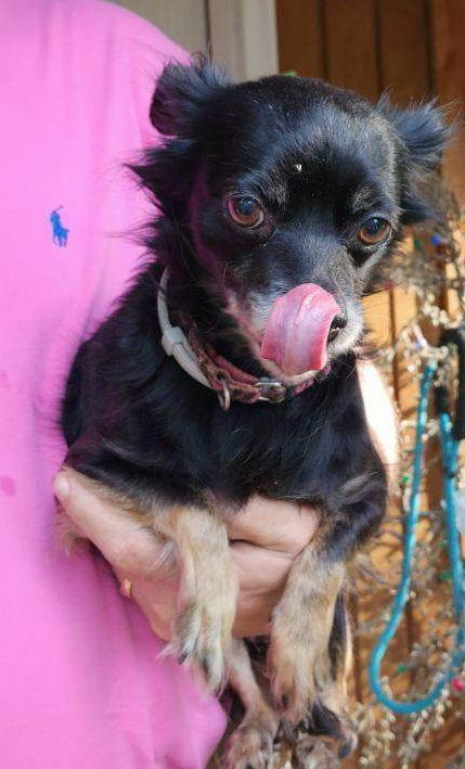 Lulu, an adoptable Chihuahua in Tappahannock, VA, 22560 | Photo Image 1