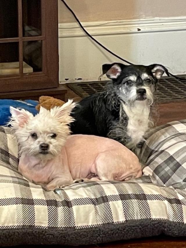 Dog for adoption - Buttons and Blaze (Bonded pair), a Shih Tzu in Louisville,  KY