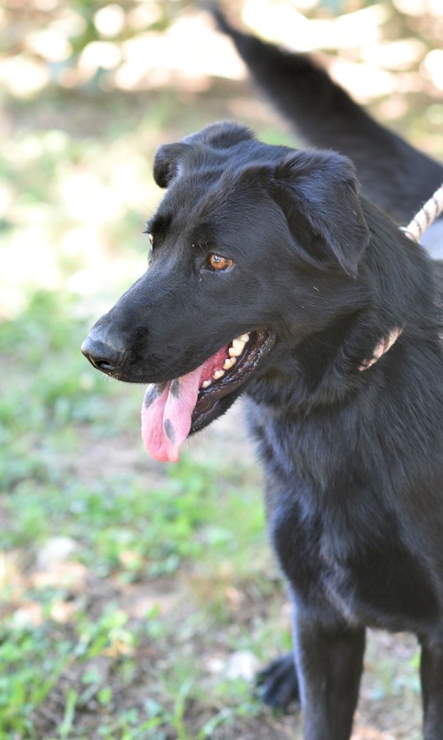 Tilley, an adopted Shepherd Mix in Hot Springs, AR_image-1