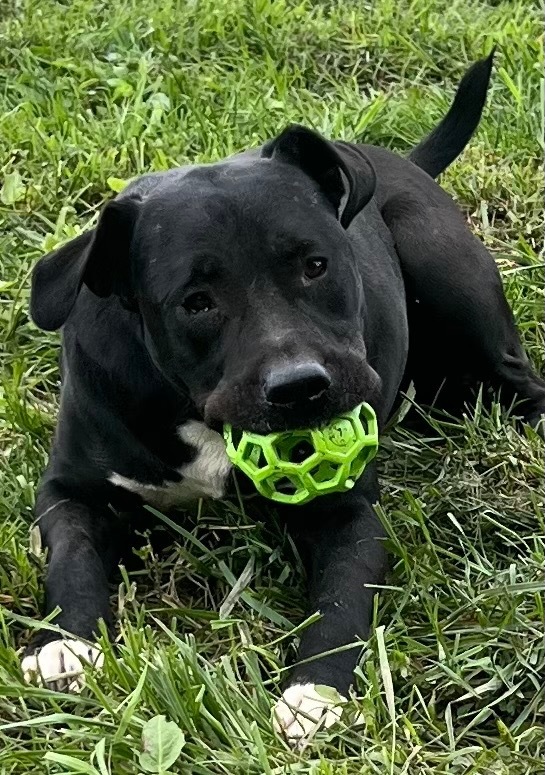 WRANGLER, an adoptable Staffordshire Bull Terrier, Labrador Retriever in Crossville, TN, 38557 | Photo Image 1