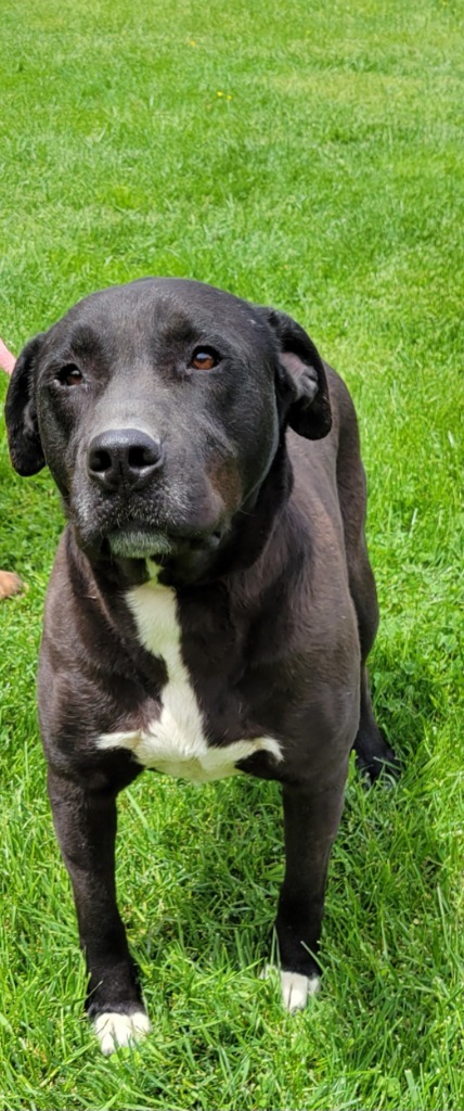 WRANGLER, an adoptable Staffordshire Bull Terrier, Labrador Retriever in Crossville, TN, 38557 | Photo Image 2