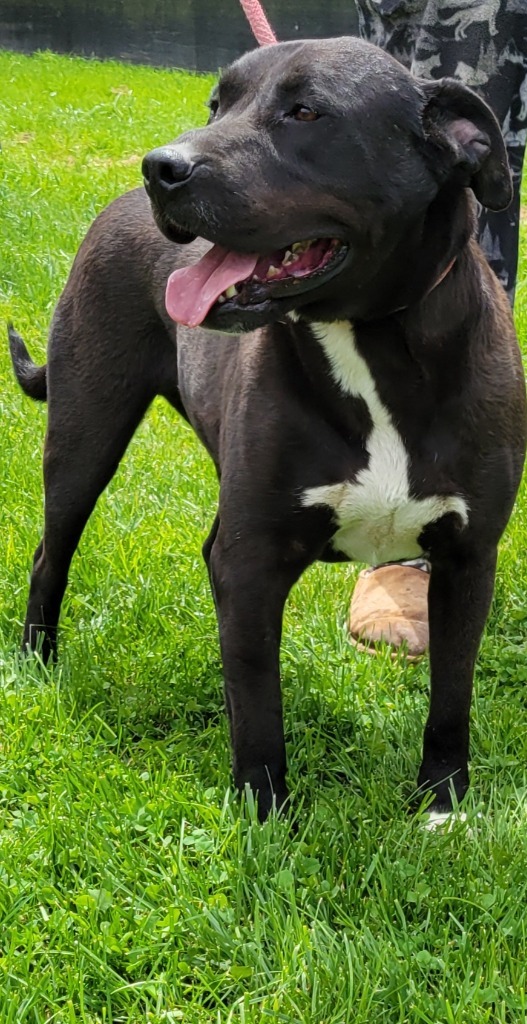 WRANGLER, an adoptable Staffordshire Bull Terrier, Labrador Retriever in Crossville, TN, 38557 | Photo Image 3