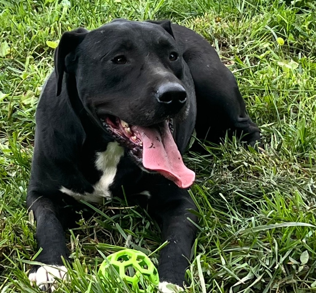 WRANGLER, an adoptable Staffordshire Bull Terrier, Labrador Retriever in Crossville, TN, 38557 | Photo Image 4