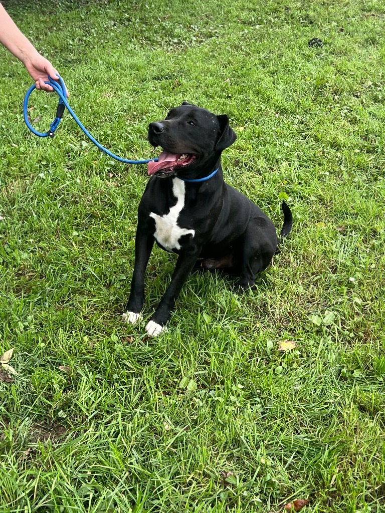 WRANGLER, an adoptable Staffordshire Bull Terrier, Labrador Retriever in Crossville, TN, 38557 | Photo Image 5