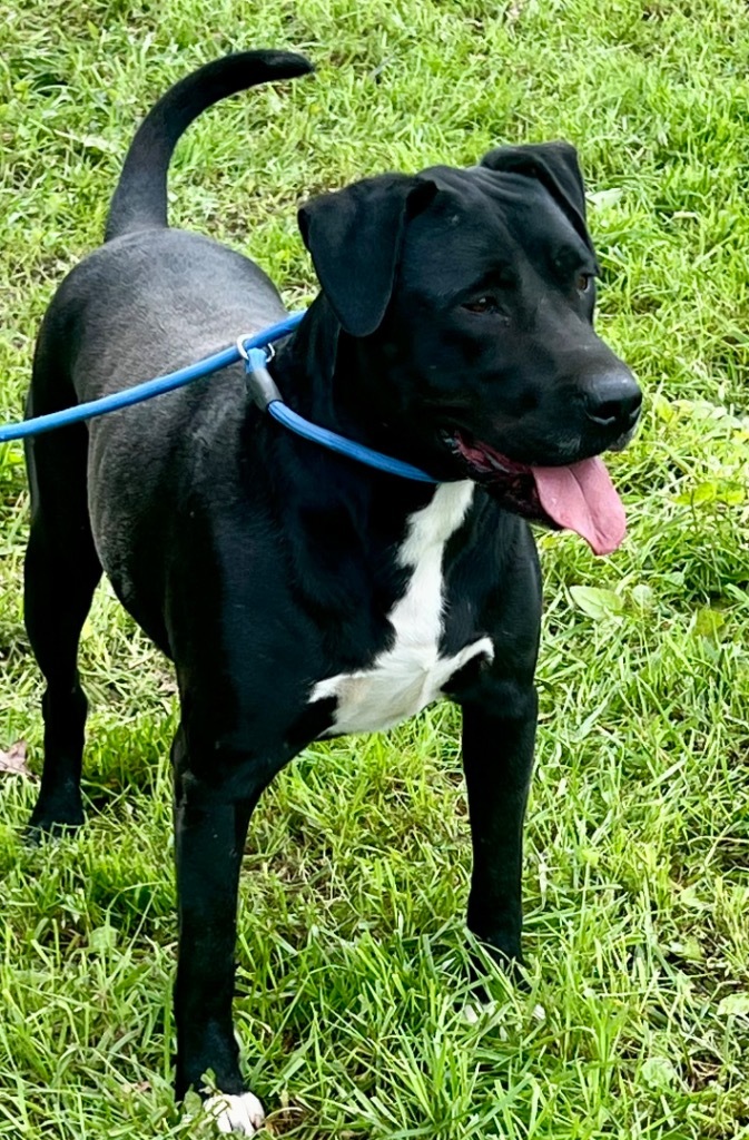 WRANGLER, an adoptable Staffordshire Bull Terrier, Labrador Retriever in Crossville, TN, 38557 | Photo Image 6