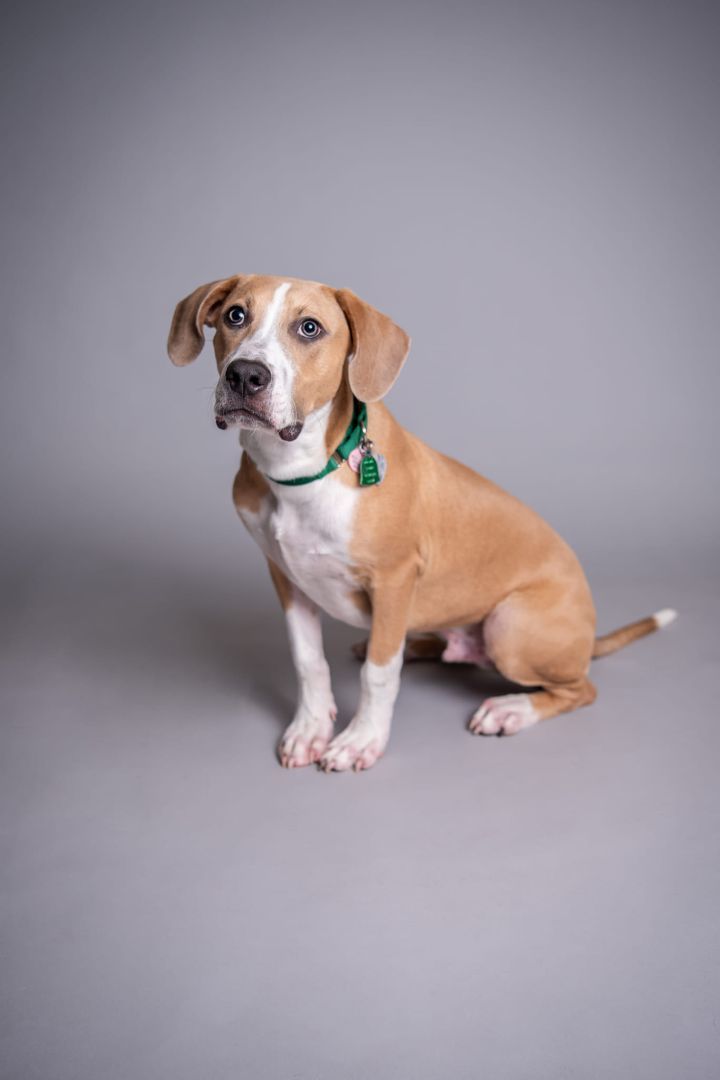 Tito, an adoptable Pit Bull Terrier & Beagle Mix in Newcastle, OK_image-3