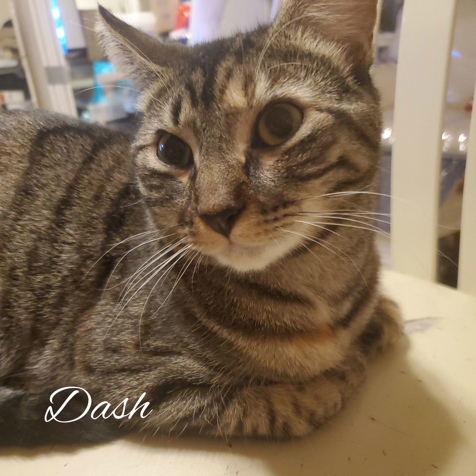 DASH