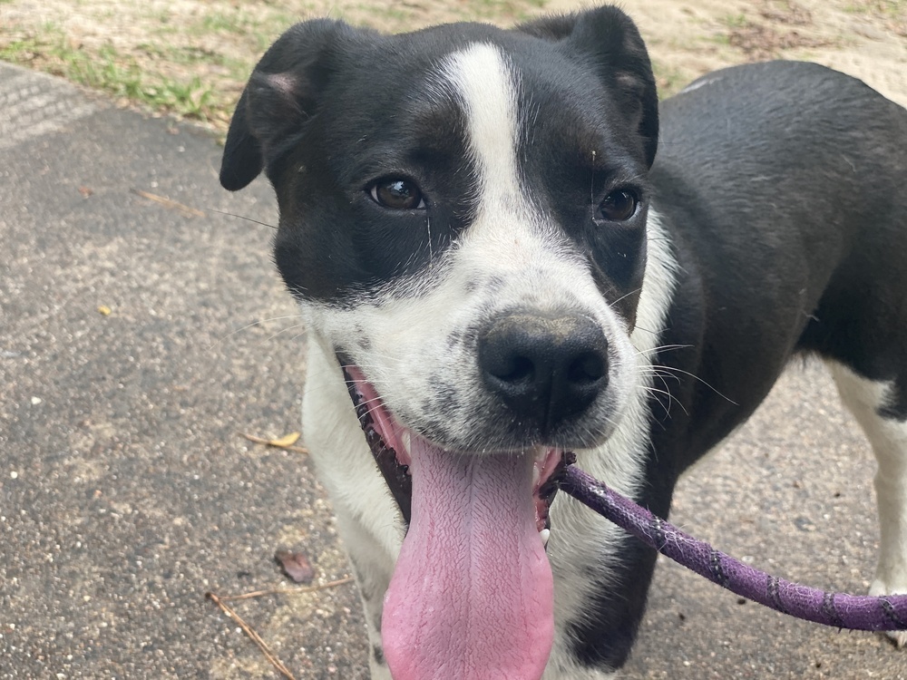 Taz, an adoptable Mixed Breed in Bangor, ME, 04401 | Photo Image 1