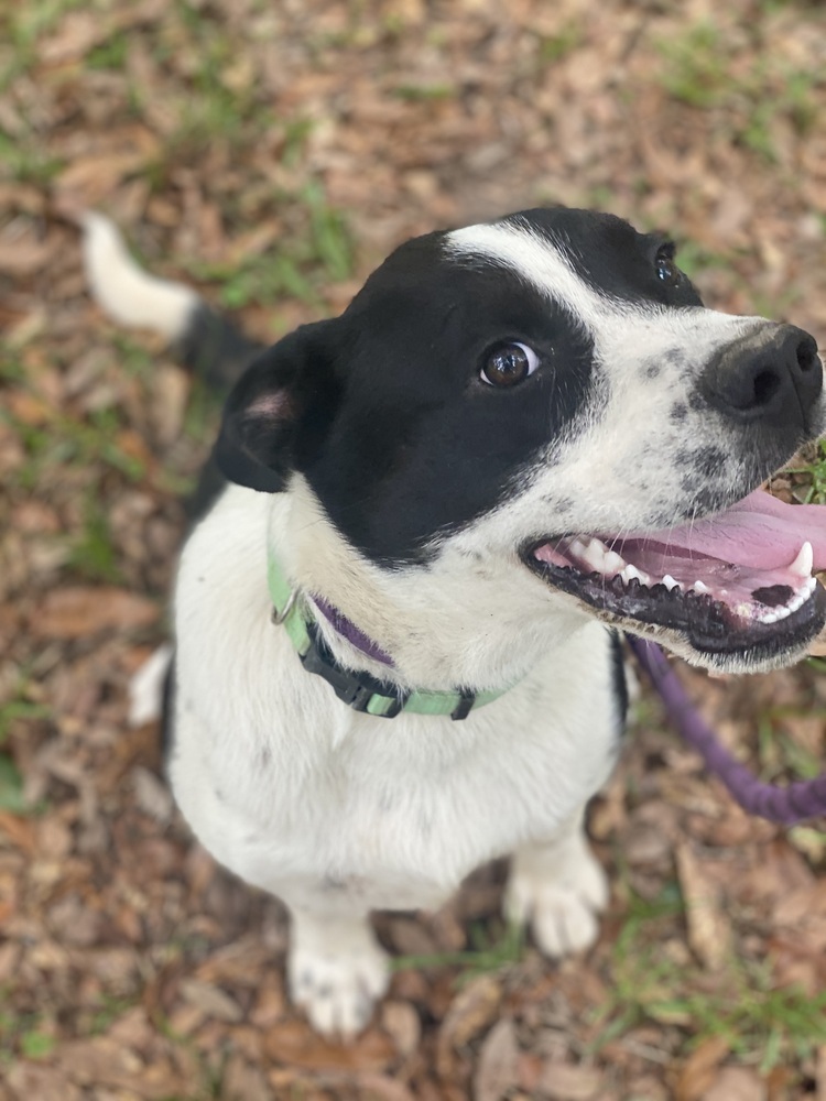 Taz, an adoptable Mixed Breed in Bangor, ME, 04401 | Photo Image 2