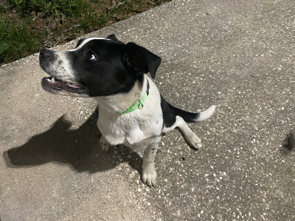 Taz, an adoptable Mixed Breed in Bangor, ME, 04401 | Photo Image 3