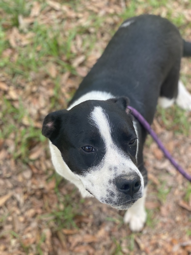 Taz, an adoptable Mixed Breed in Bangor, ME, 04401 | Photo Image 5