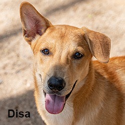 Disa, an adoptable Jindo, Shiba Inu in Seattle, WA, 98125 | Photo Image 2