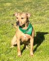 Rambo- All this AND a bag of chips!