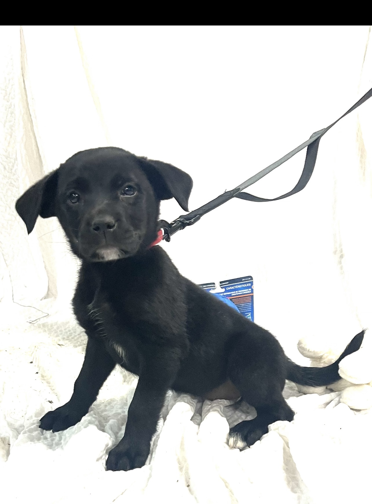 Dog for adoption Mona Lisa 5 lbs Tailwaggers, a Patterdale Terrier