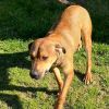 Rocco- Soft heart, strong bond