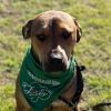 Rocco- Soft heart, strong bond