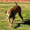 Rocco- Soft heart, strong bond