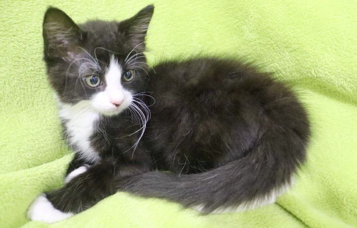 Gatsby, an adopted Maine Coon & Domestic Long Hair Mix in Saint Augustine, FL_image-3