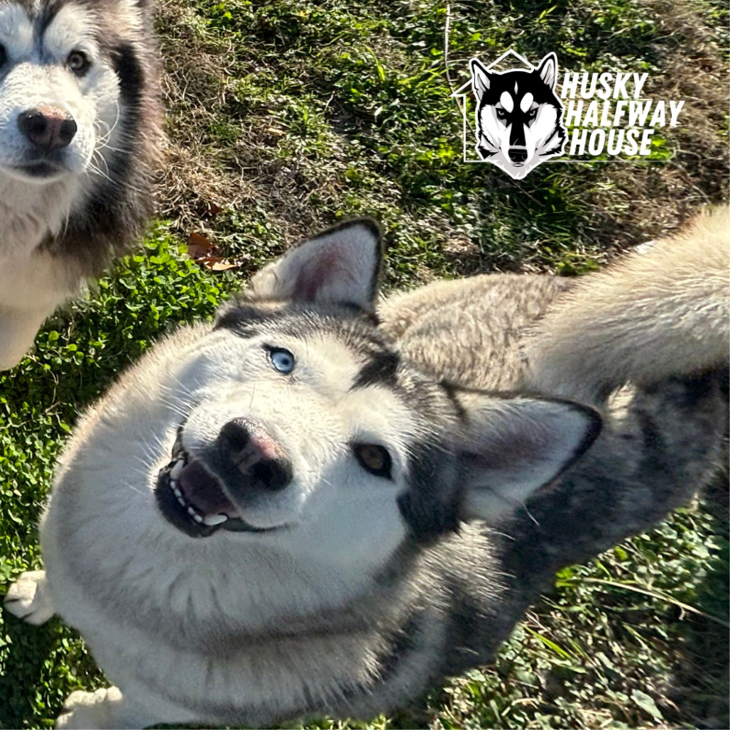 Ozzborne, an adoptable Husky in Eufaula, OK, 74432 | Photo Image 1
