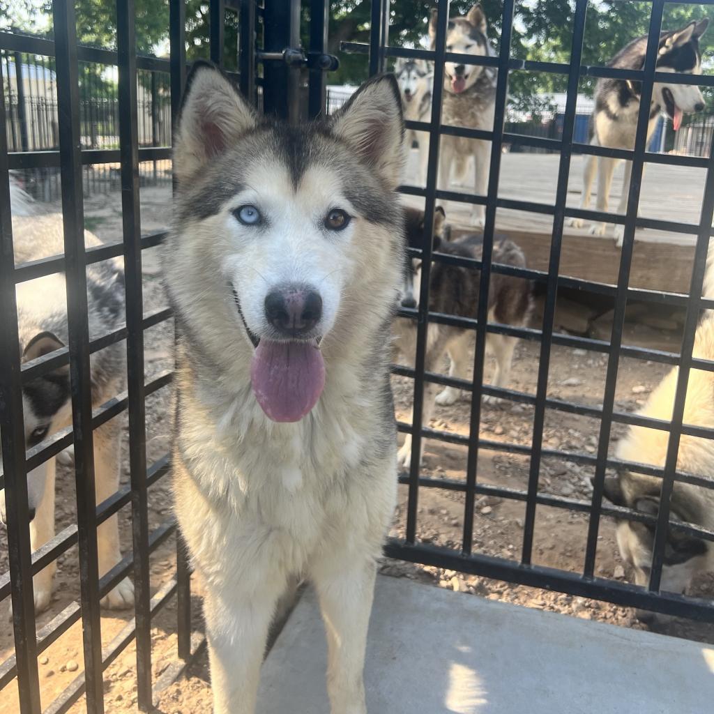 Ozzborne, an adoptable Husky in Eufaula, OK, 74432 | Photo Image 2