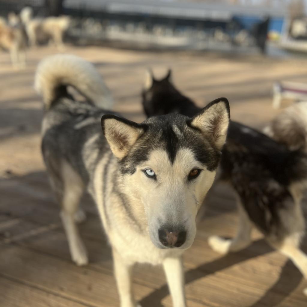 Ozzborne, an adoptable Husky in Eufaula, OK, 74432 | Photo Image 3