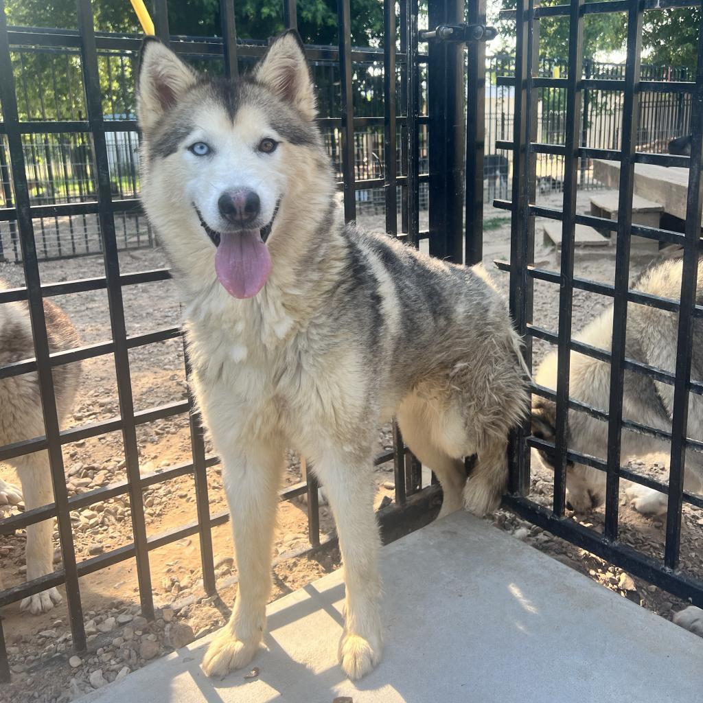 Ozzborne, an adoptable Husky in Eufaula, OK, 74432 | Photo Image 4