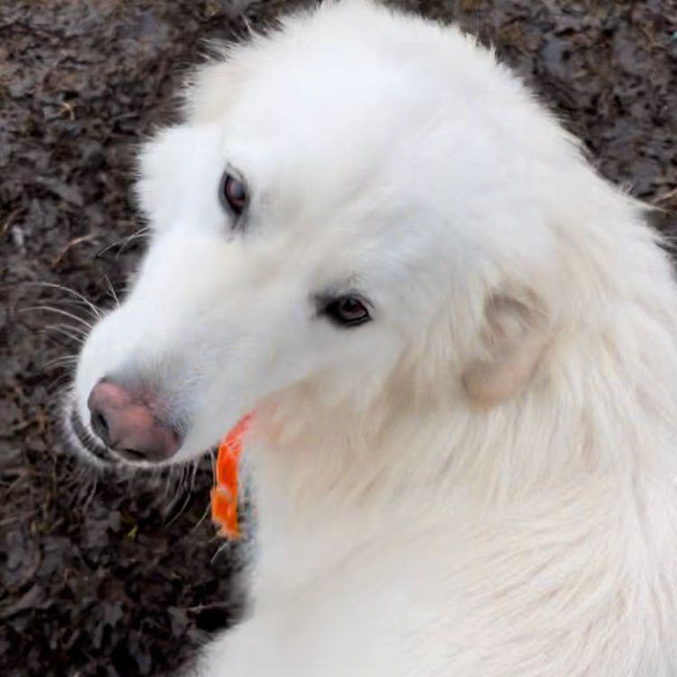 Cotton, an adoptable Great Pyrenees, Akbash in Kildeer, IL, 60047 | Photo Image 1
