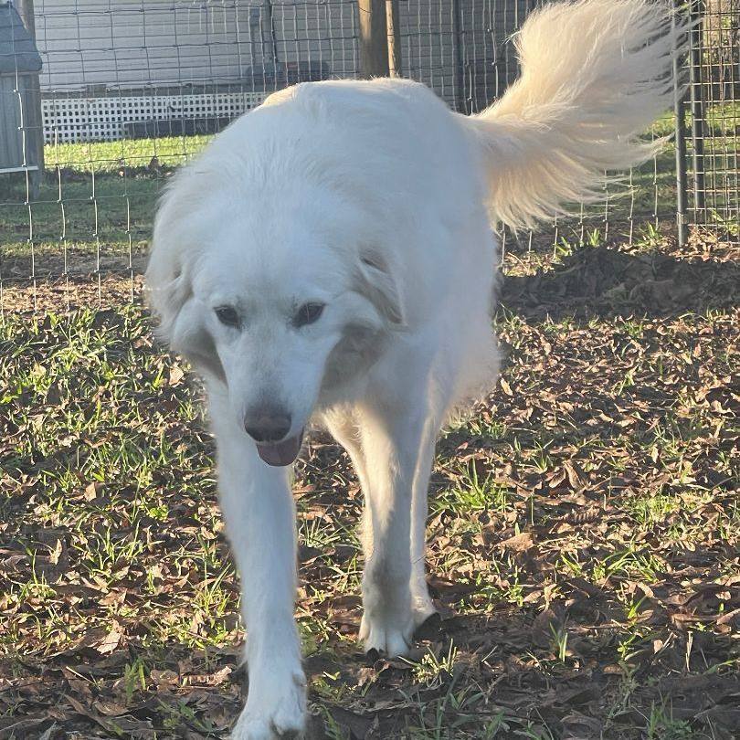 Cotton, an adoptable Great Pyrenees, Akbash in Kildeer, IL, 60047 | Photo Image 2