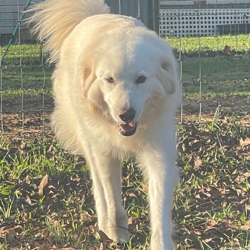 Cotton, an adoptable Great Pyrenees, Akbash in Kildeer, IL, 60047 | Photo Image 3