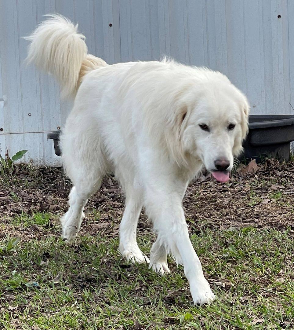 Cotton, an adoptable Great Pyrenees, Akbash in Kildeer, IL, 60047 | Photo Image 5
