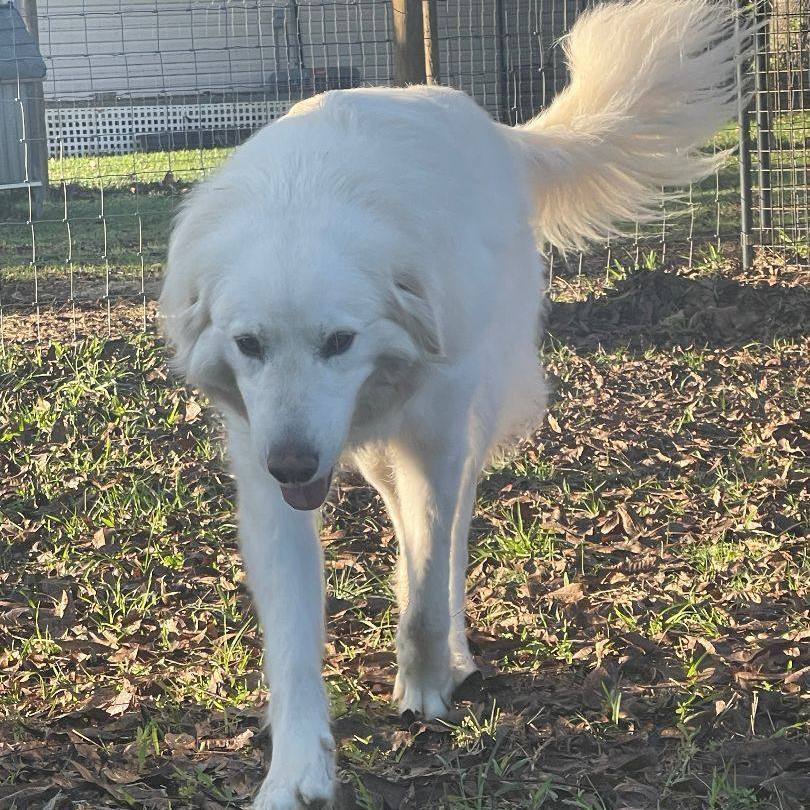 Cotton (TX), an adoptable Great Pyrenees, Akbash in Houston, TX, 77030 | Photo Image 2