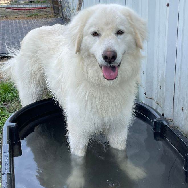 Cotton (TX), an adoptable Great Pyrenees, Akbash in Houston, TX, 77030 | Photo Image 4