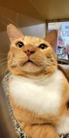 Theodore