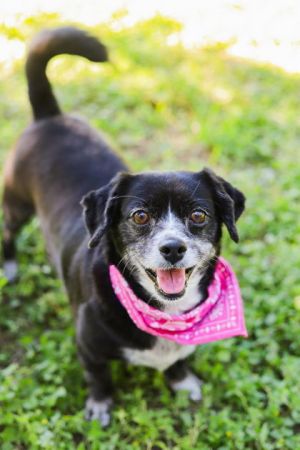 Layla, Adult Female Dachshund
