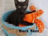 BOGO on Black kittens