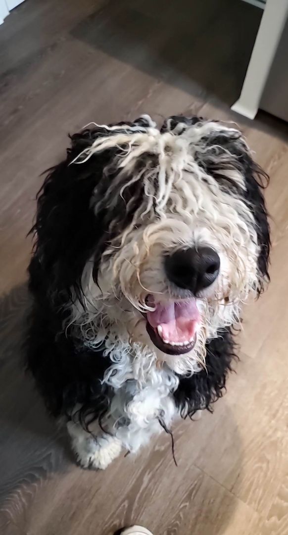 Sheepadoodle petfinder store