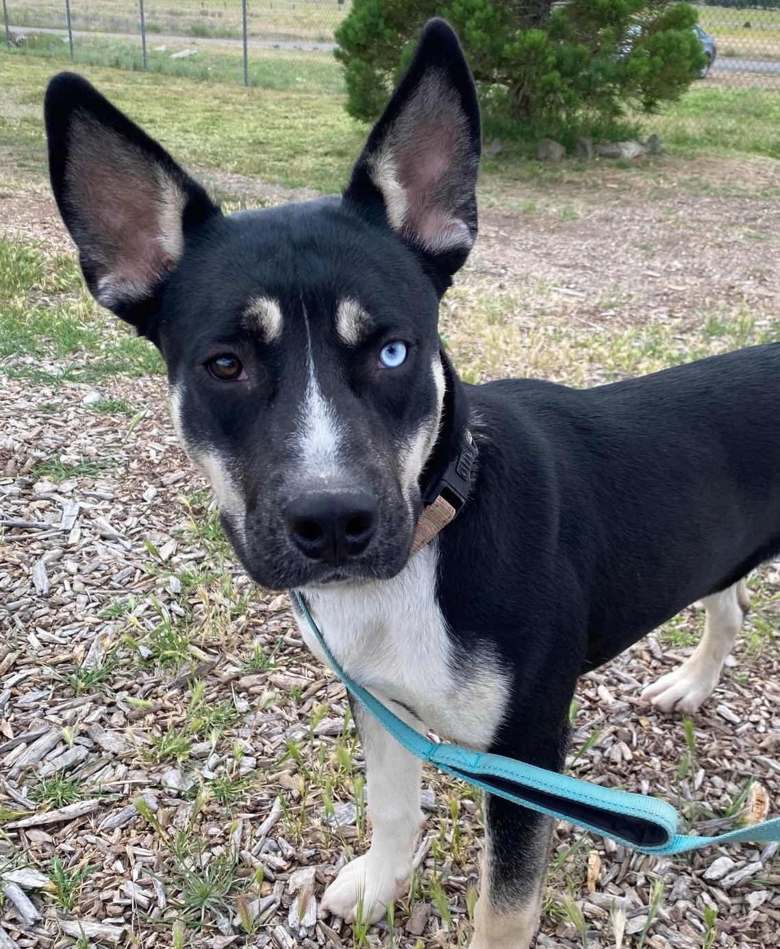 Nova, an adoptable Husky, Pit Bull Terrier in Yreka, CA, 96097 | Photo Image 1