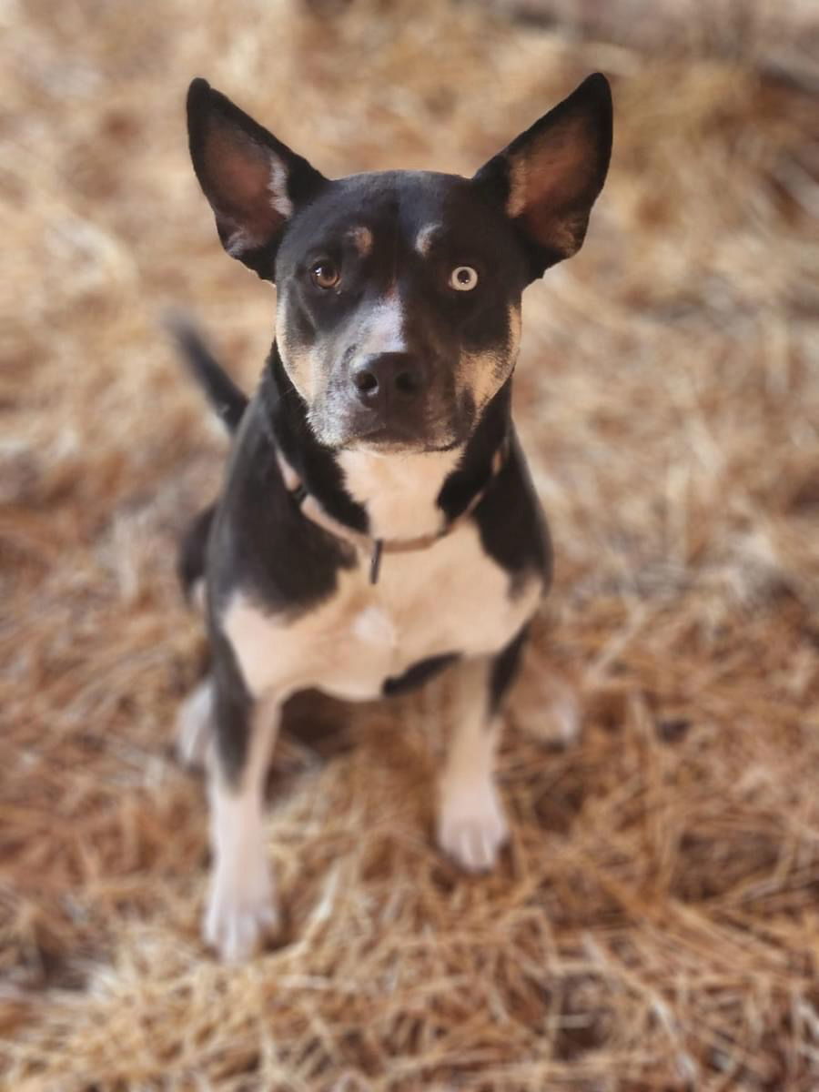 Nova, an adoptable Husky, Pit Bull Terrier in Yreka, CA, 96097 | Photo Image 1