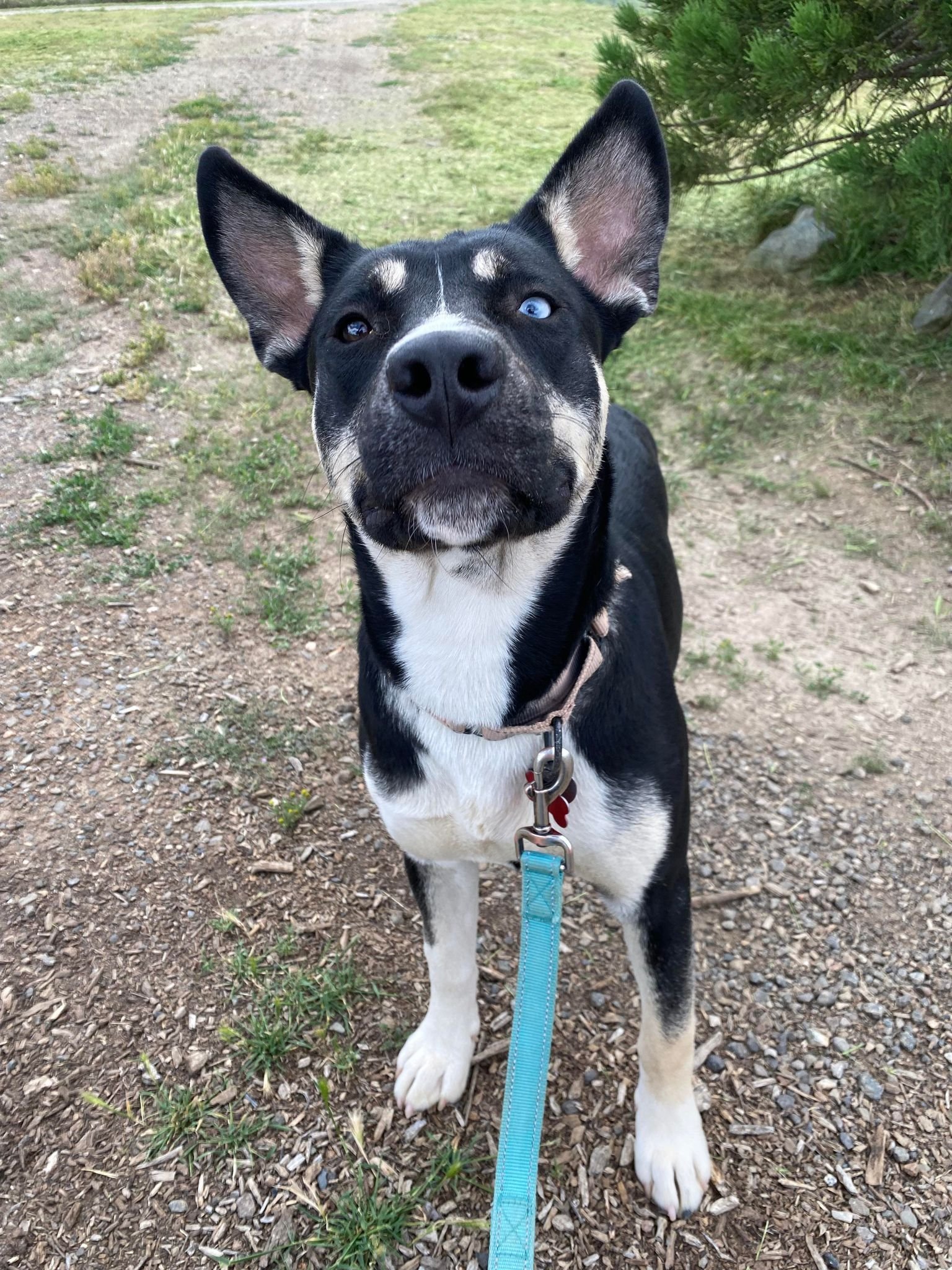 Nova, an adoptable Husky in Yreka, CA, 96097 | Photo Image 2