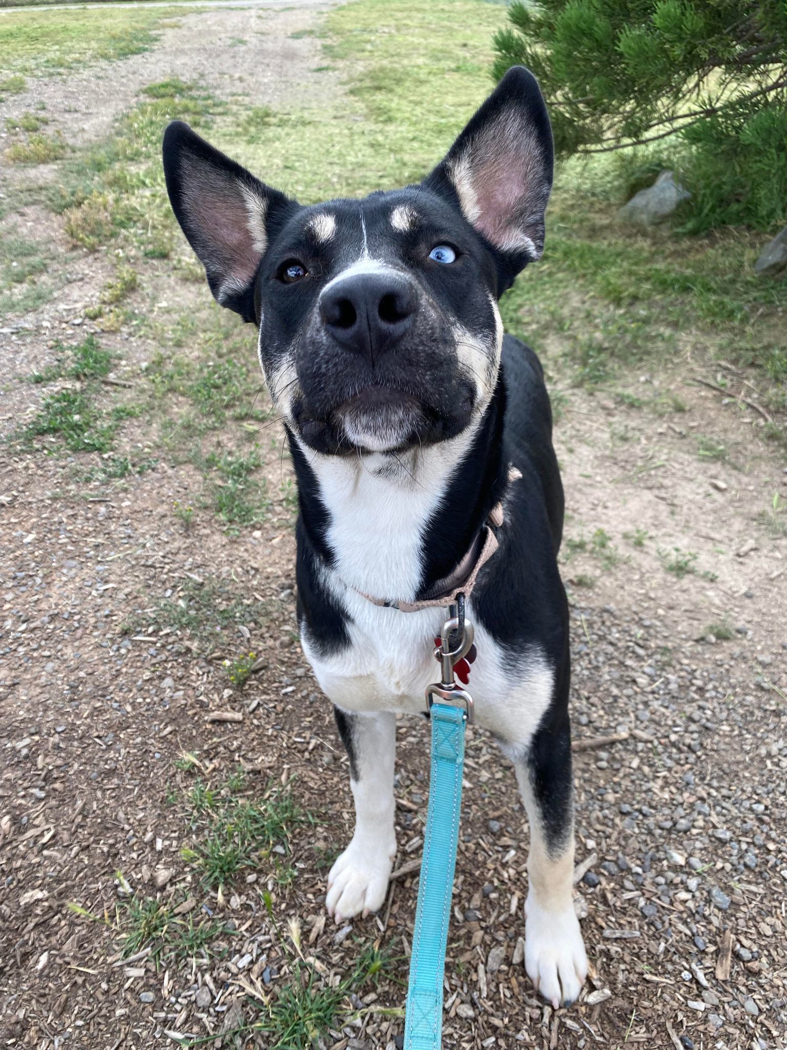 Nova, an adoptable Husky, Pit Bull Terrier in Yreka, CA, 96097 | Photo Image 2