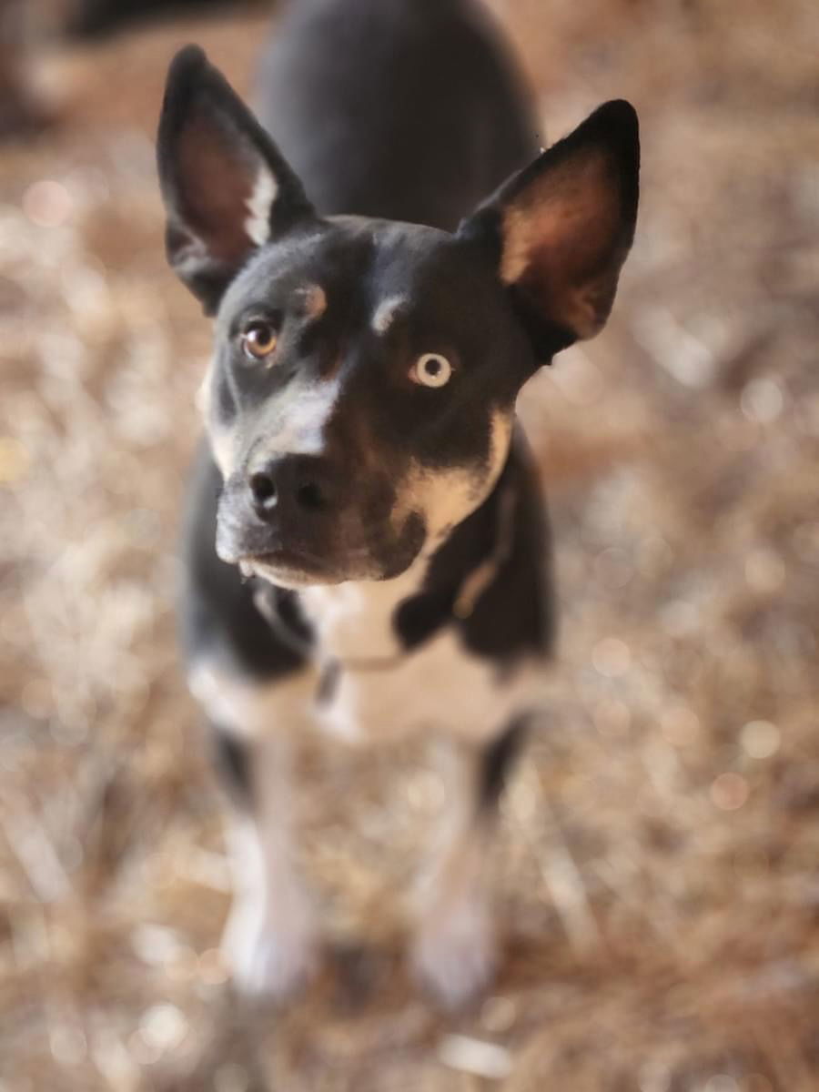 Nova, an adoptable Husky, Pit Bull Terrier in Yreka, CA, 96097 | Photo Image 2