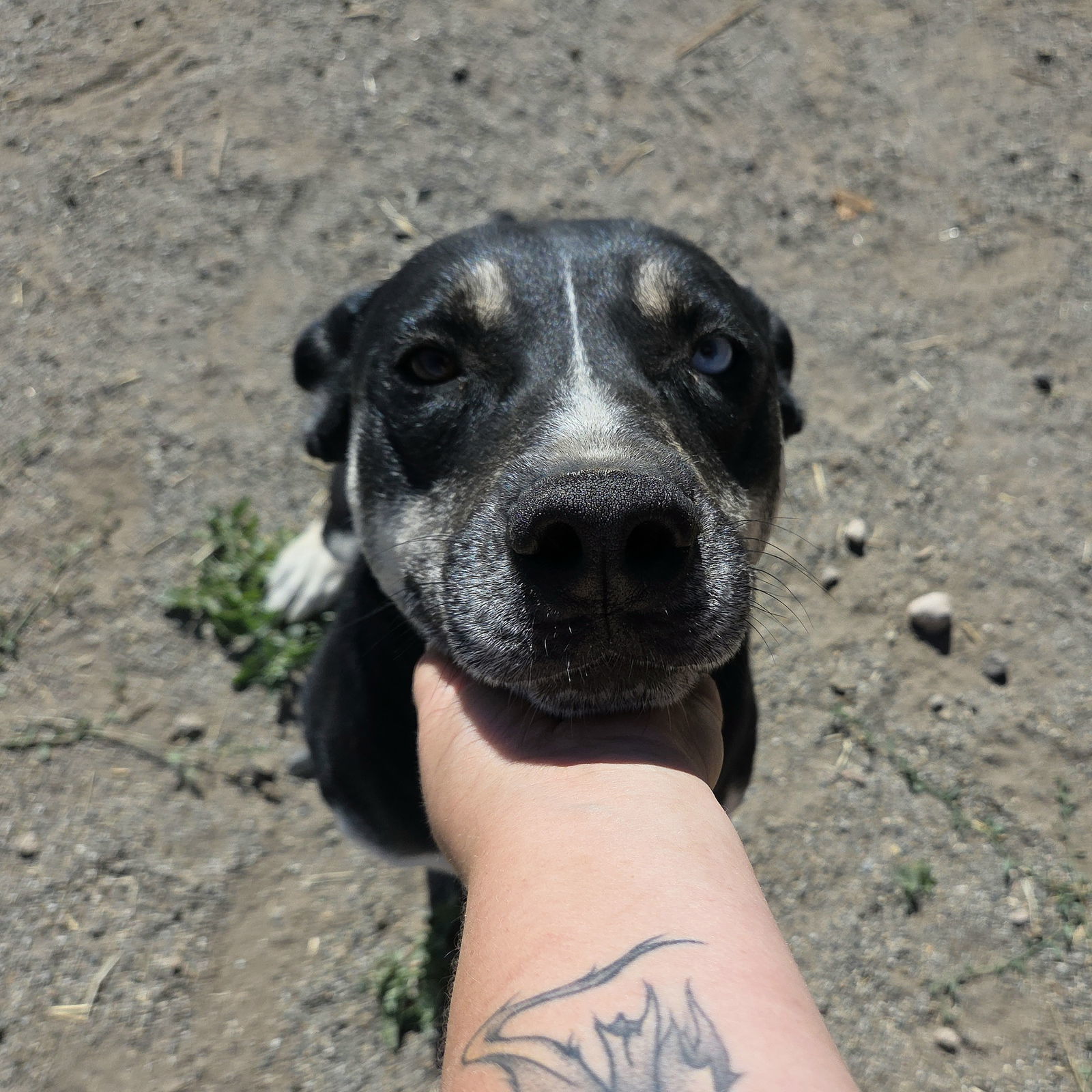 Nova, an adoptable Husky, Pit Bull Terrier in Yreka, CA, 96097 | Photo Image 2