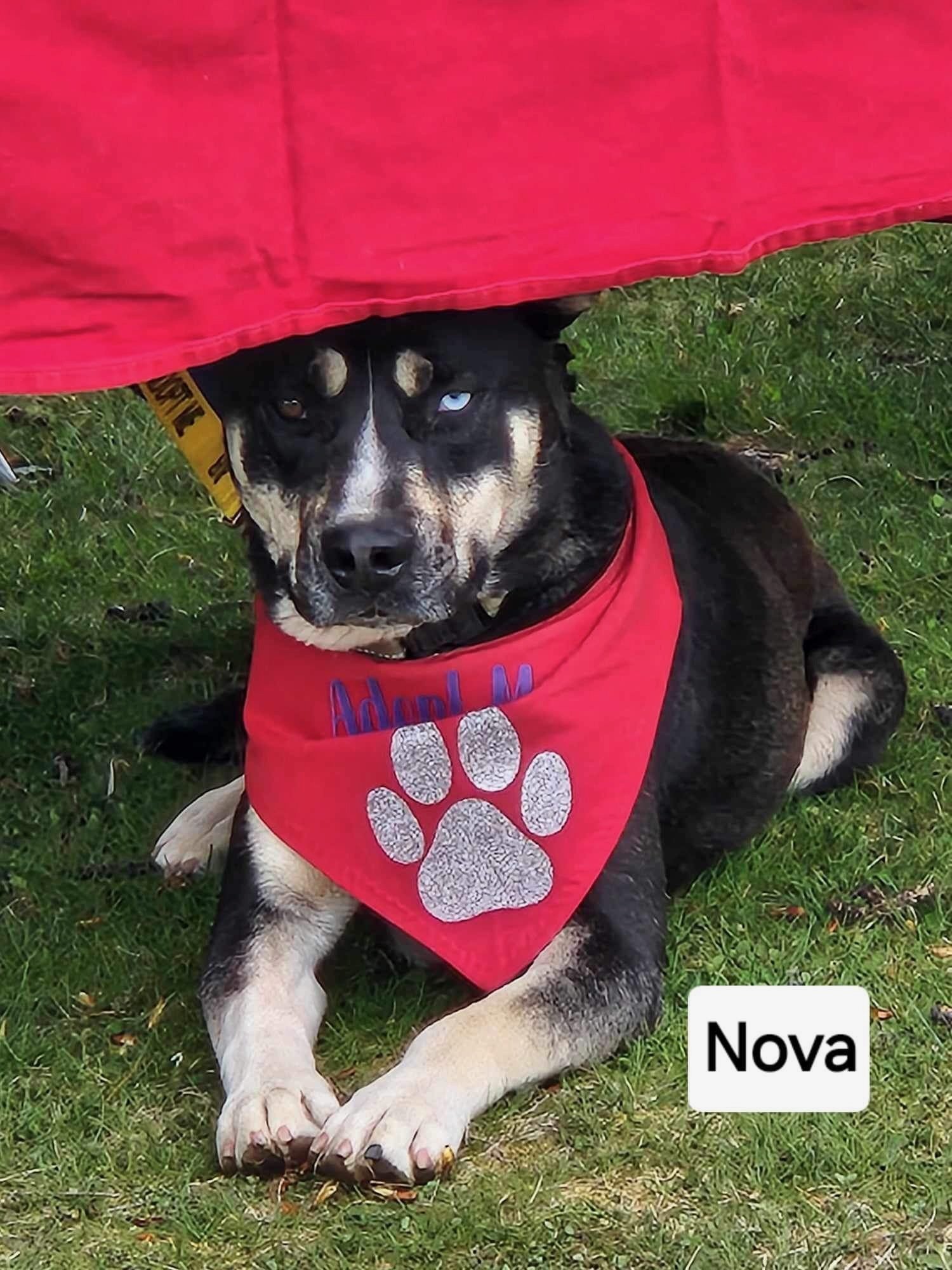 Nova, an adoptable Husky, Pit Bull Terrier in Yreka, CA, 96097 | Photo Image 3