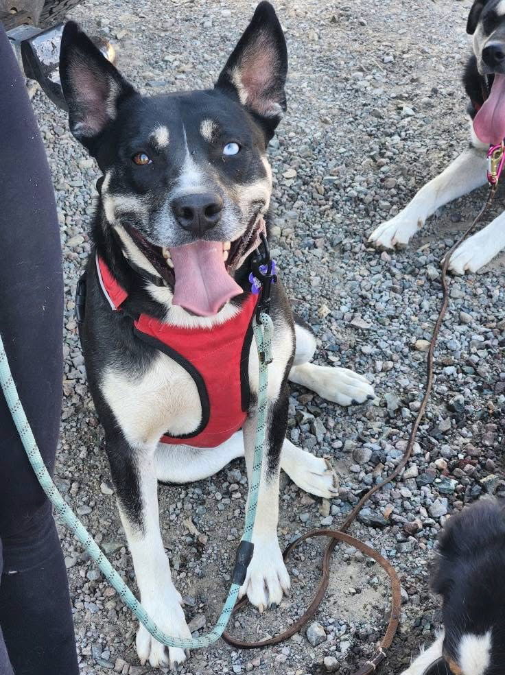 Nova, an adoptable Husky, Pit Bull Terrier in Yreka, CA, 96097 | Photo Image 3