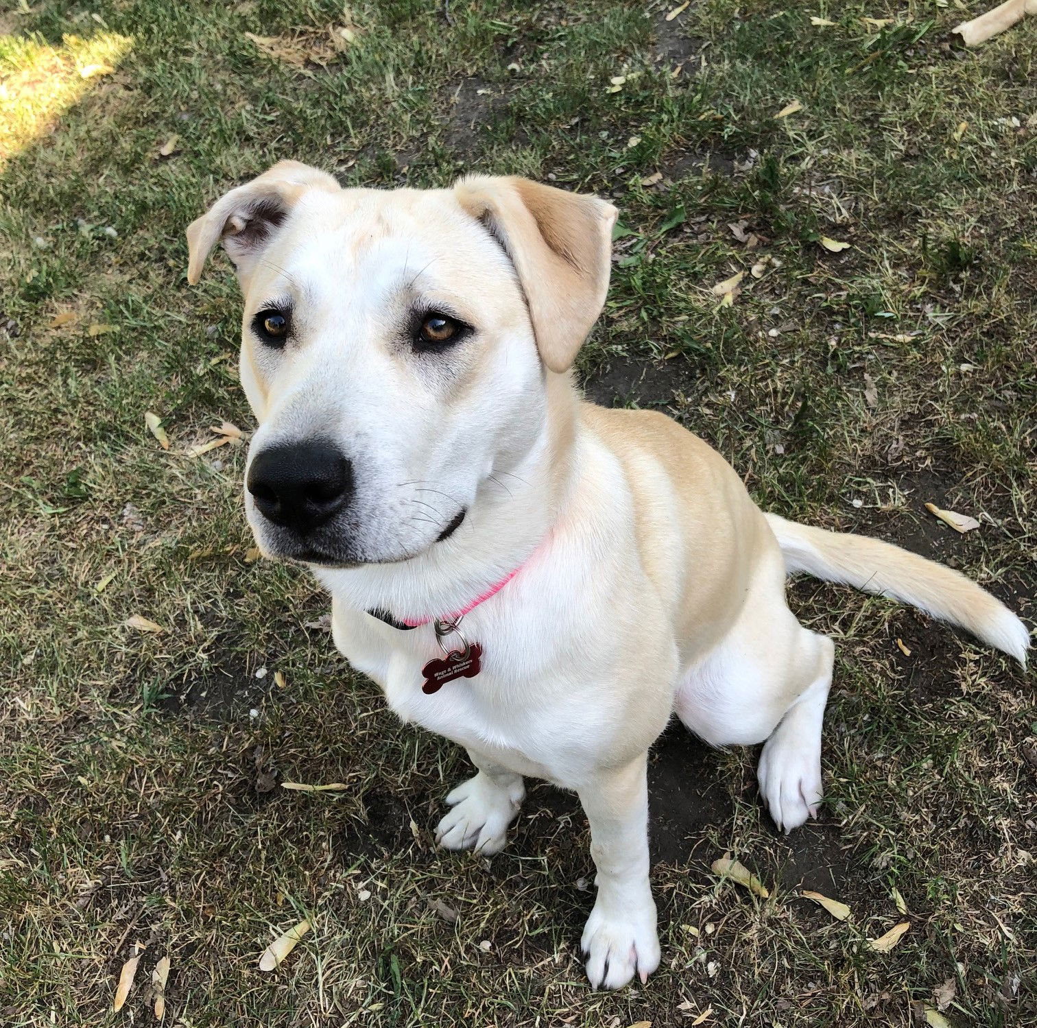 Elsie D5813, an adoptable Labrador Retriever, Terrier in minneapolis, MN, 55417 | Photo Image 1