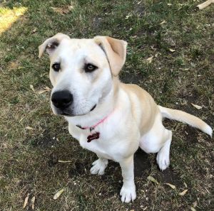 Elsie D5813, Young Female Labrador Retriever